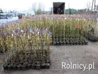 DREWEK skujkoku lapu koku un dekoratīvo krūmu audzētava Polijā