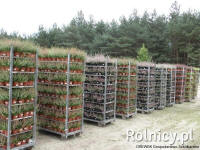 DREWEK skujkoku lapu koku un dekoratīvo krūmu audzētava Polijā